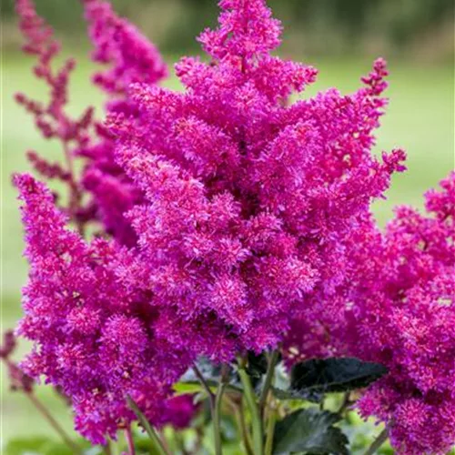 Astilbe x arendsii 'Younique Lilac'